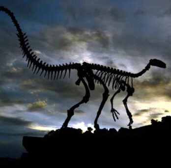 The fossilized skeleton of a 230-million-year-old carnivorous dinosaur. Credit: Carl de Souza/AFP via Getty Images 