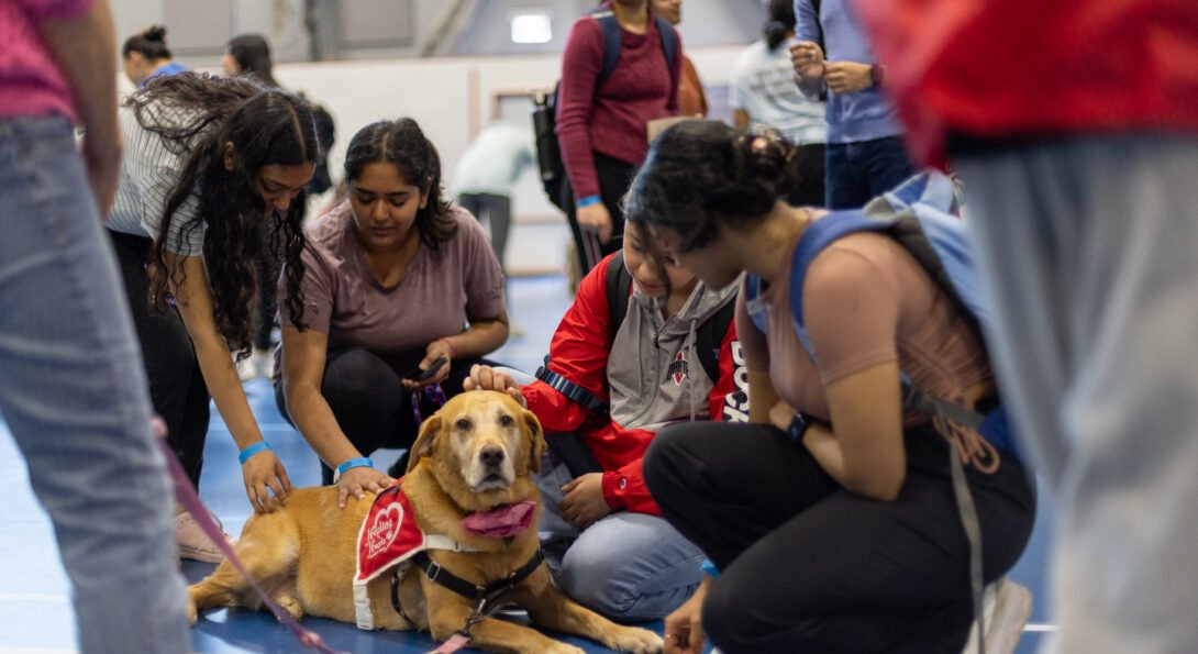 Students sitting and petting a golden lab at UIC's Doggypalooza event.